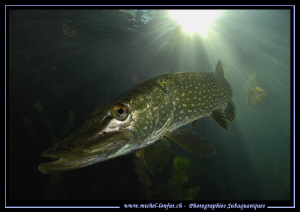 Mister Pike Fish... ;O)... by Michel Lonfat 